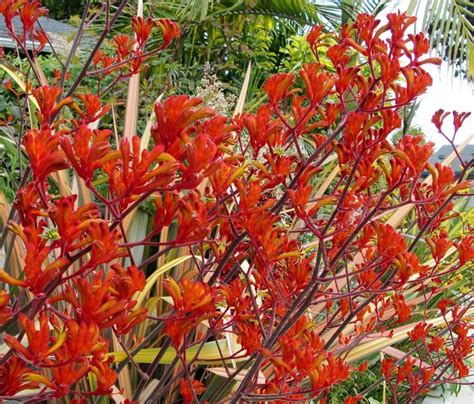 Orange Flowering Bushes Huntington Beach Cal Plant And Nature Photos