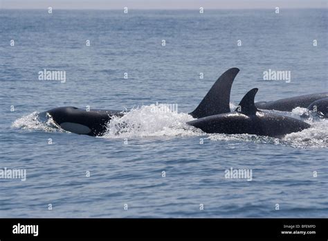 Killer Whales With Blowhole Orcinus Orca In Front Of Vancouver Island