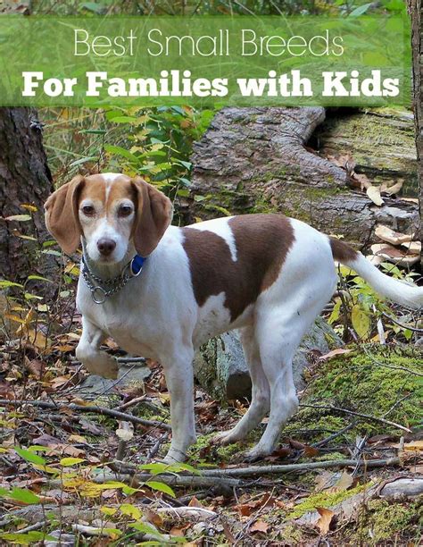 Small Dog Breeds That Are Great With Kids Dogvills
