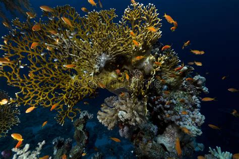 Tropical Underwater Life In The Red Sea Stock Photo