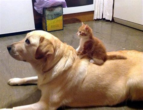 Tiny Kitten And Her Big Dog Love Meow