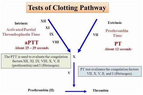 Ptt Test Ptt Test About Normal Range Preparation Test Results More