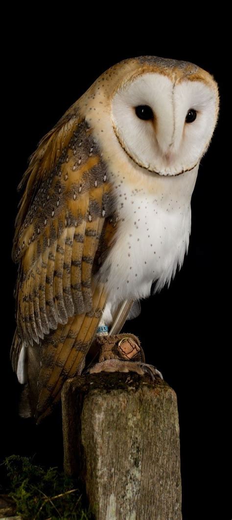 About Wild Animals Amazing Barn Owl Nocturnal Facts Owl Photography