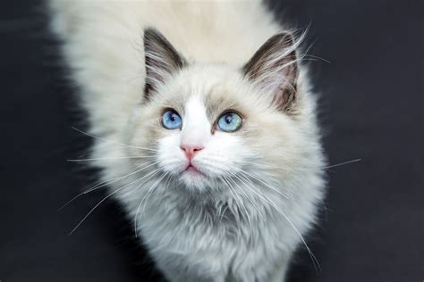 Free Images Pet Kitten Whiskers Vertebrate Ragdoll Siberian