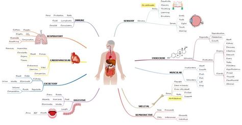 In this video i'm gonna give you an overview of the course. Human Body Anatomy Mind Map | Human body anatomy, Body ...
