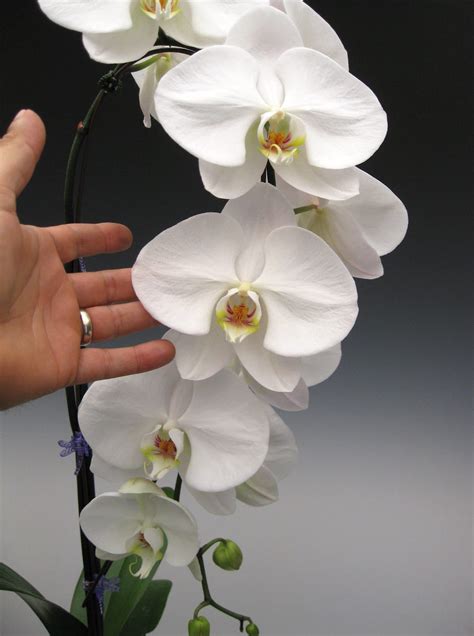 Orchids are plants that are enjoyed because of the beauty of the flowers that can last a long time. Phalaenopsis Orchids Care - How to Plant, Grow & Grow ...