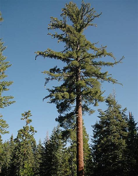 Sugar Pine Tree Facts Identification Distribution Pictures