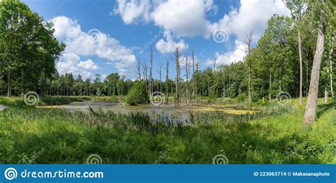 Panorama Landscape Of Moorland And Water In The Middle Of A Green