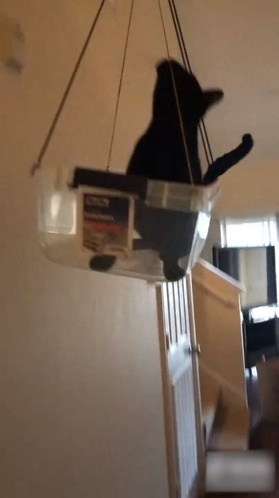 Cat Enjoys Being Lifted By Owner Using Makeshift Dumbwaiter Jukin