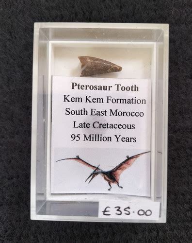 Pterosaur Tooth Ca Fossils And Crystal