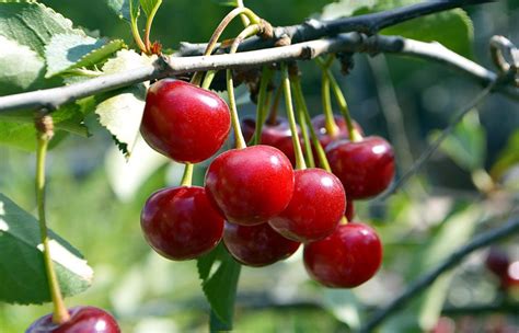 Cherry Fruit Tree Varieties ANFIC