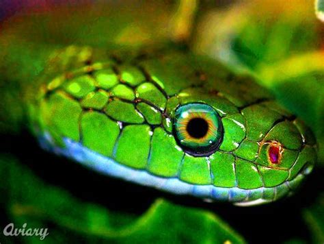 Find the perfect snake eye stock illustrations from getty images. Pin on Rainbow Connection: It's a colorful world