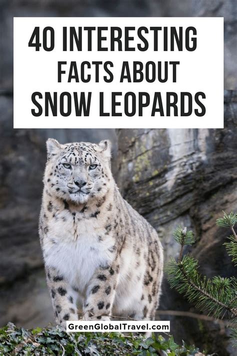 Facts About Snow Leopards Habitats