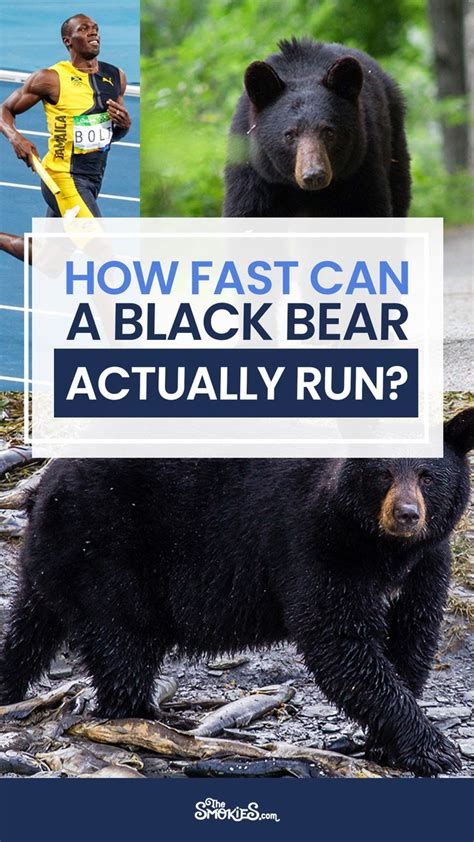 Can Bears Climb Trees Faster Than They Run Not So Good Binnacle