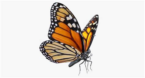 Memang banyak sekali macam 70 gambar sketsa kupu kupu terbang terlengkap. Koleksi Gambar Kupu-Kupu Yang Indah