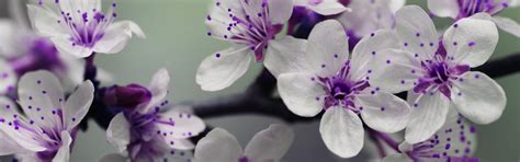 Wallpaper White Flowers Purple Pistil 5120x2880 Uhd 5k Picture Image
