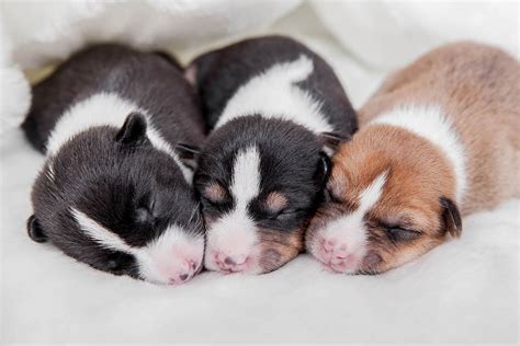 When Do Puppies Open Their Eyes Average Age And Vision Development Pet