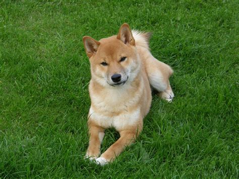 Hokkaido Dog Breed Info Pictures Facts And Traits Dogster