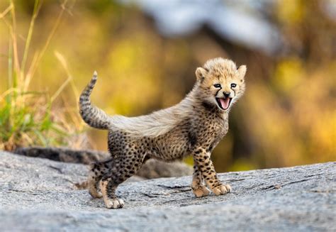 Blojak A Cheetah Cub Still Wearing Is Fluffy Fur