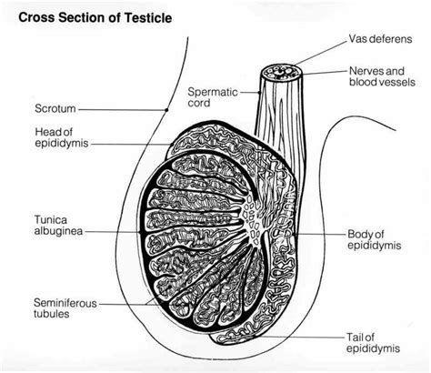 Figure The Anatomy Of The Testicle Statpearls Ncbi Bookshelf