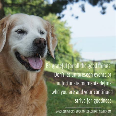 Thankful Quote Golden Woofs