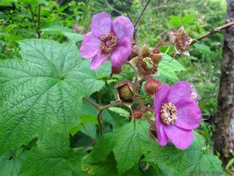 An everbearing raspberry plant produces a fall crop in august or september that may continue until the first frost of the season, and a second crop the following summer. Pin on Thimbleberries