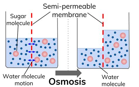 Osmosis refers to the movement of fluid across a membrane in response to differing concentrations of solutes on the two sides of the membrane. परासरण (osmosis) क्या है? osmosis in hindi, pressure, meaning, definition - दा इंडियन वायर