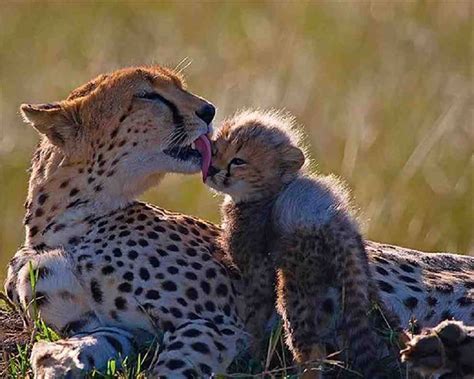 7 Beautiful Animal Moms With Their Babies Cn