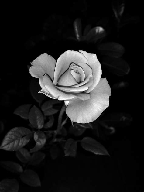 Black And White Rose By Munthi On Deviantart