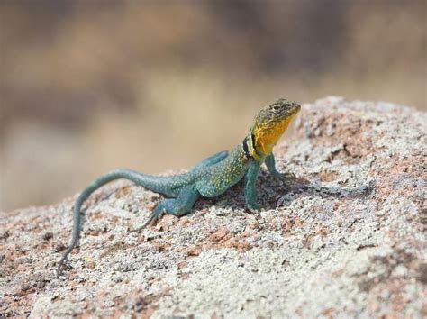 A List Of Different Types Of Lizards With Facts And Pictures Lizard