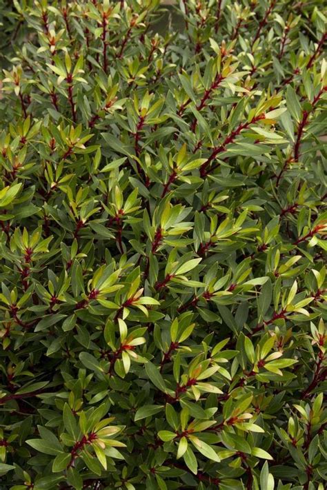 Landscape and former block contestant dale vine shares his top five screening plants for privacy, from fast growing hedges to towering trees. Best plants for privacy screens | Privacy plants, Privacy ...