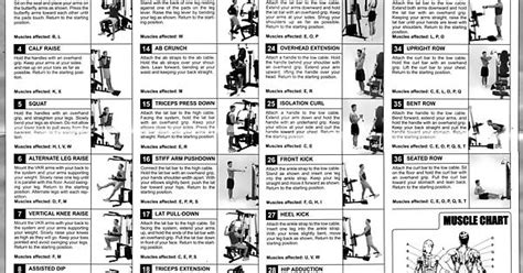 Printable Weider Exercise Chart Pdf Printable Templates