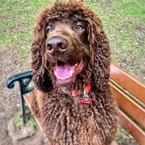 Top 12 Curly Haired Dog Breeds With Pictures 2024