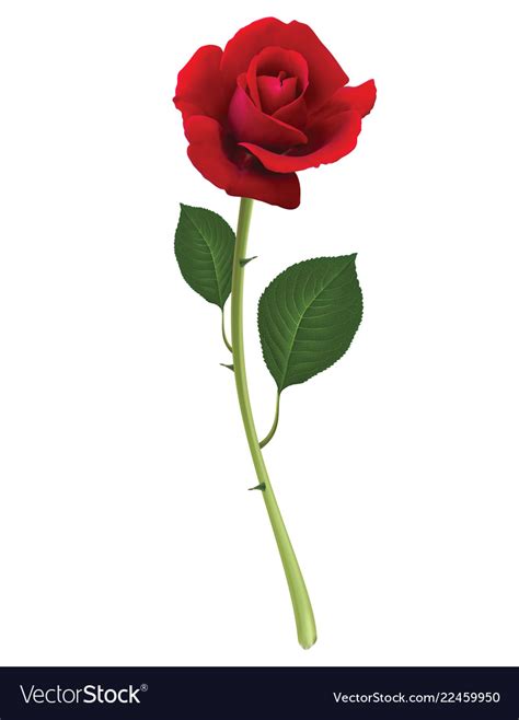 Red Rose Isolated On White 3d Royalty Free Vector Image