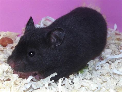 Syrian Hamster Babies Ready Soon 2016 Baby Hamster Breeder Stunning