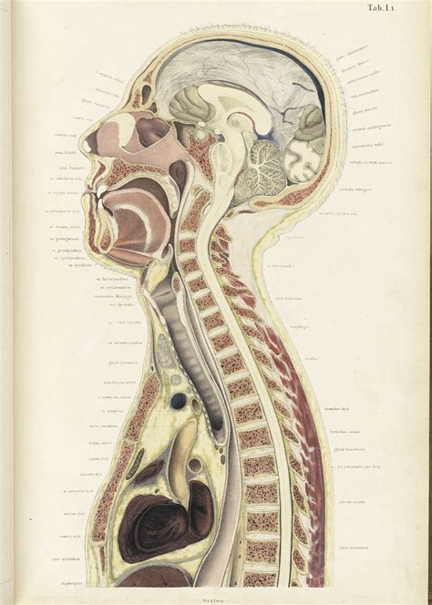 Historical Anatomies On The Web Browse Titles
