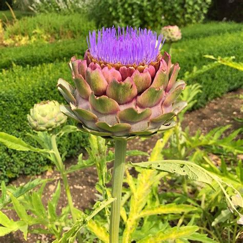 I Don’t Think I’ve Ever Seen A Globe Artichoke Plant Before Let Alone One In Full Flower 🌸