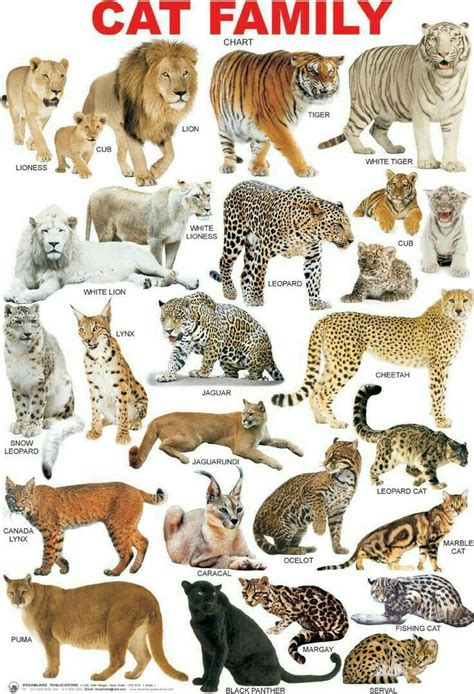 All Cat Breeds A Z With Pictures Pets Lovers