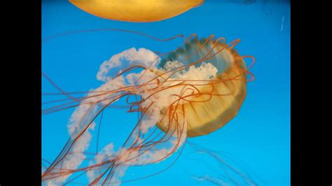 MedÚzy Nebezpečná Krása Jellyfish Dangerous Beauty Youtube