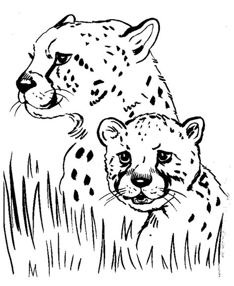 Cheetah Coloring Pages To Print Coloring Home