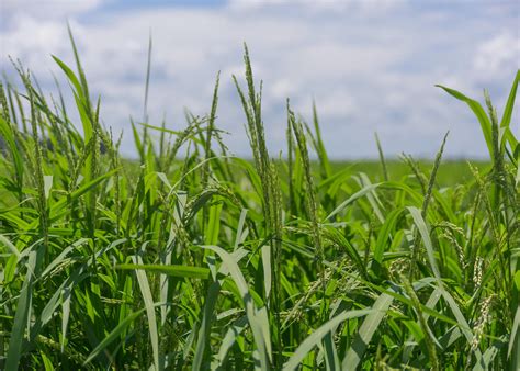 Rice Producers Expect Good 2022 Harvest Mississippi State University Extension Service