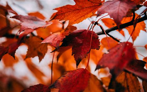Download Wallpaper 3840x2400 Leaves Dry Autumn Branch Maple 4k