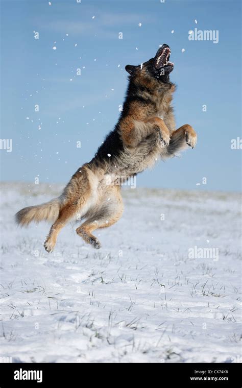 Jumping German Shepherd Stock Photo Alamy