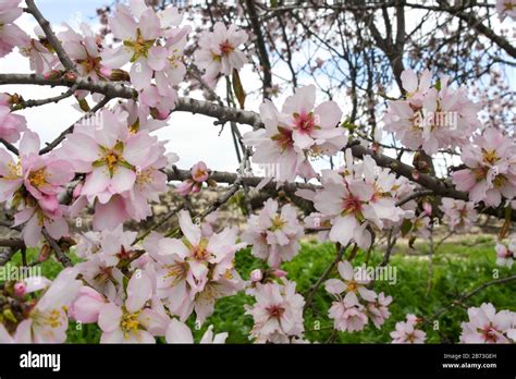 Almond Blossom Prunus Dulcis Photographed In Israel In March This