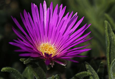 Complete Guide To Growing Ice Plant In Perth Ephas