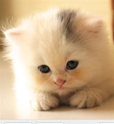 Collection 105 Background Images Images Of Cute Kittens Superb