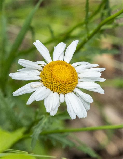 Foraging And Cooking Oxeye Daisy Leucanthemum Vulgare
