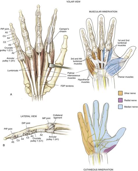 Wrist And Hand Musculoskeletal Key
