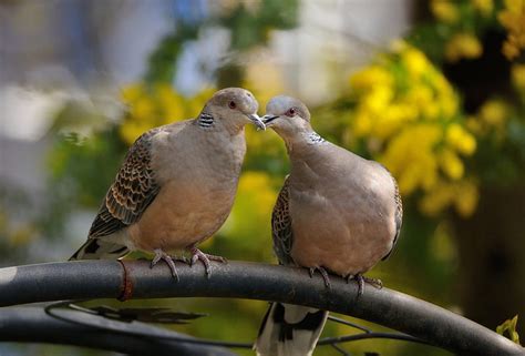Couple In Love Love Birds Pigeons Animals Couple Animal Hd