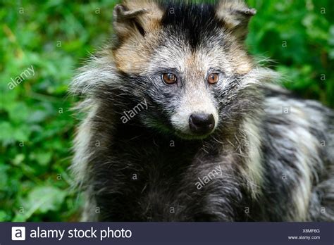 Raccoon Dogs Stock Photos And Raccoon Dogs Stock Images Alamy